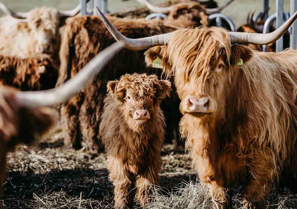 Baby Highland cow with grown ups in a herd.