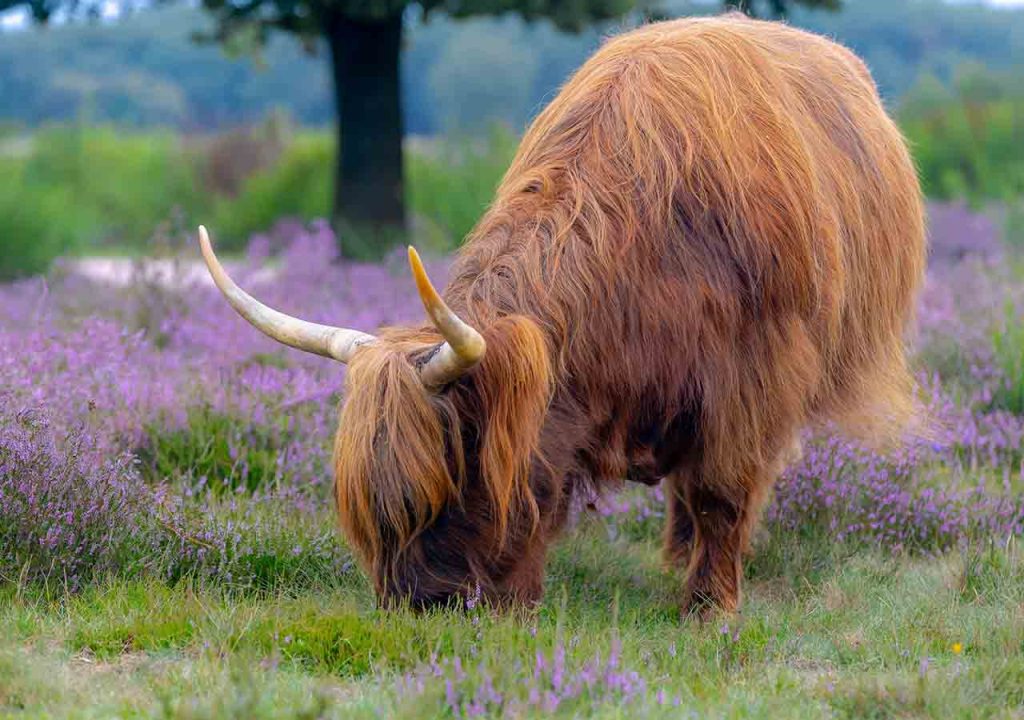 A Highland cow eating near heather.