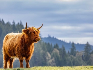 A Highland cow with view behind it.