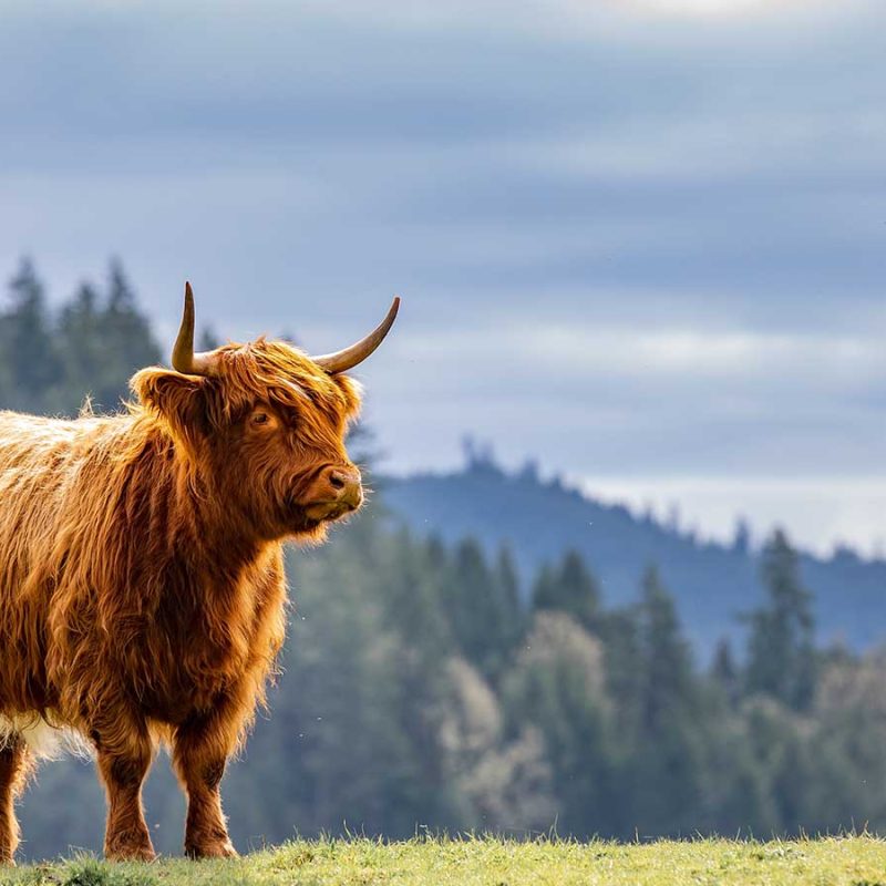 A Highland cow with view behind it.