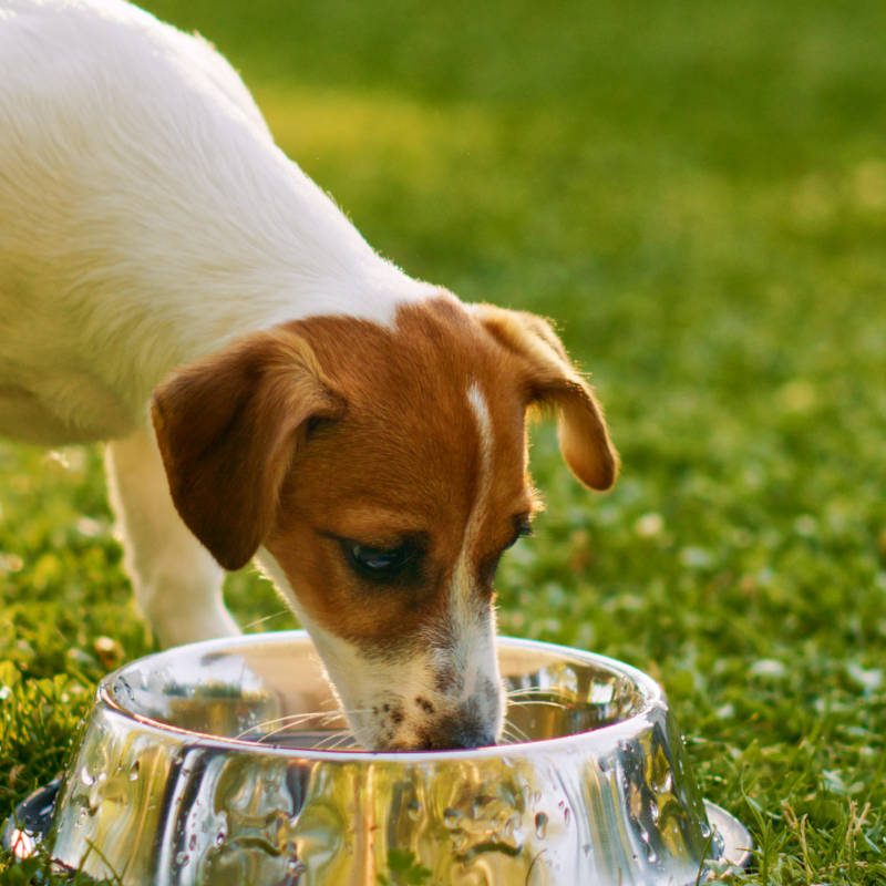 Dog drinking out of a water bowl in the garden
