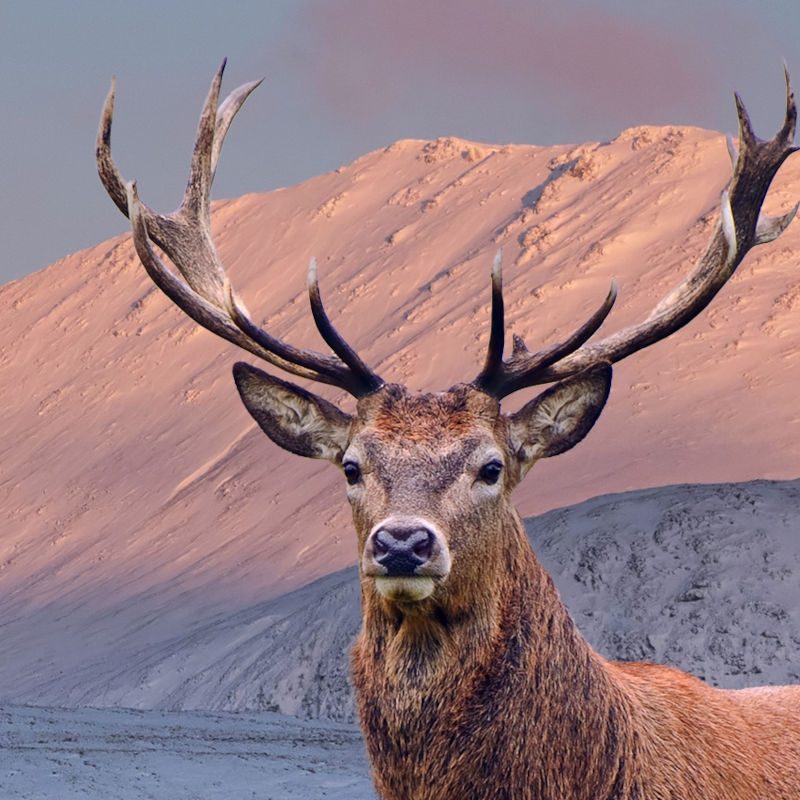 Stag in the snow in the Scottish Highlands
