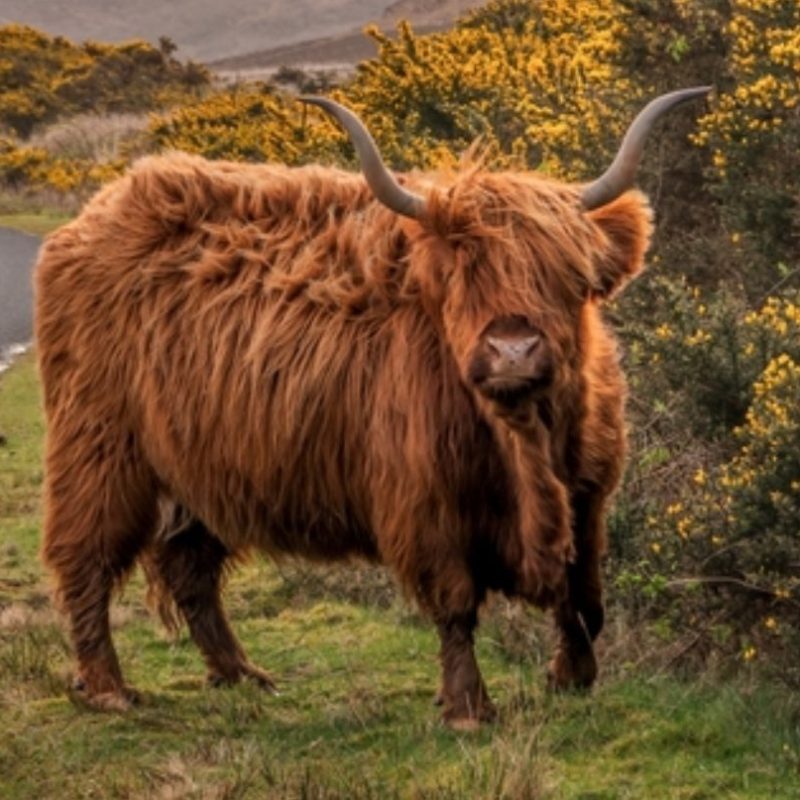 A Highland cow standing at the side of the road on the south of Loch Ness.