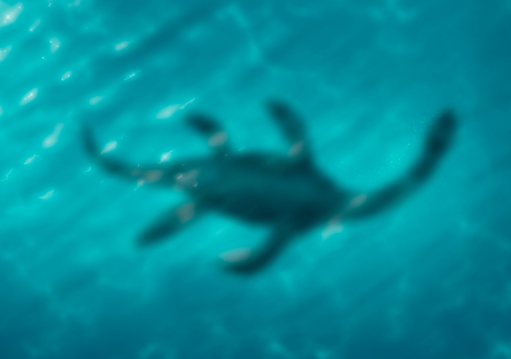 A manipulated image of Nessie under the waters of Loch Ness.